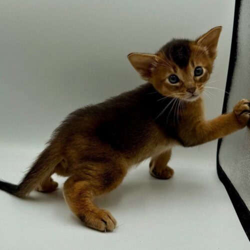 Abyssinian