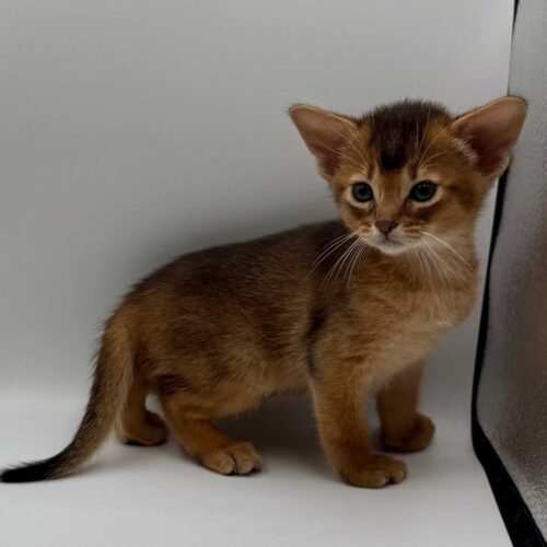 abyssinian