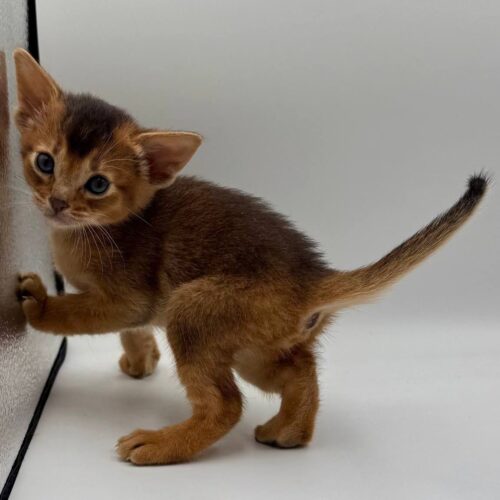 abyssinian