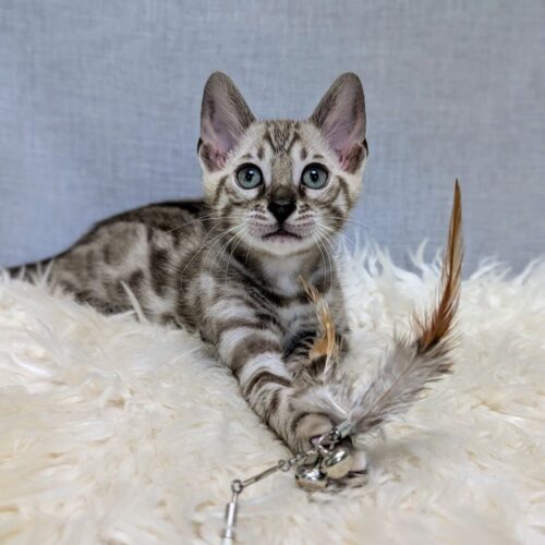 bengal