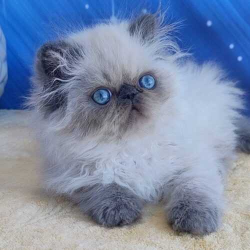 persian