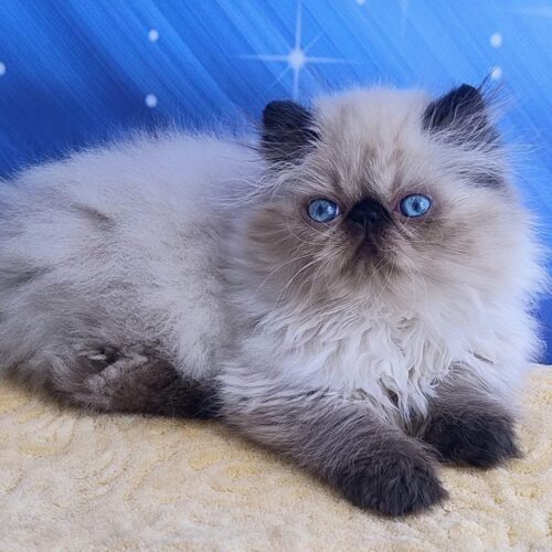 persian
