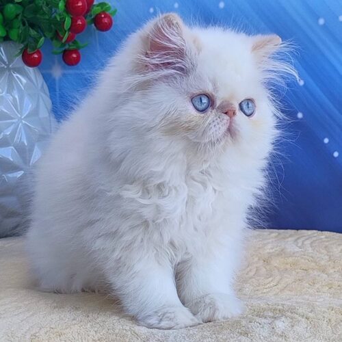 persian