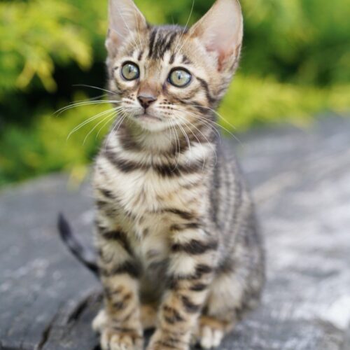 bengal