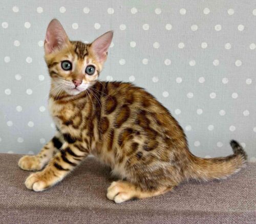 bengal
