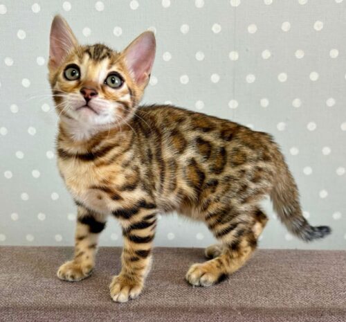 bengal