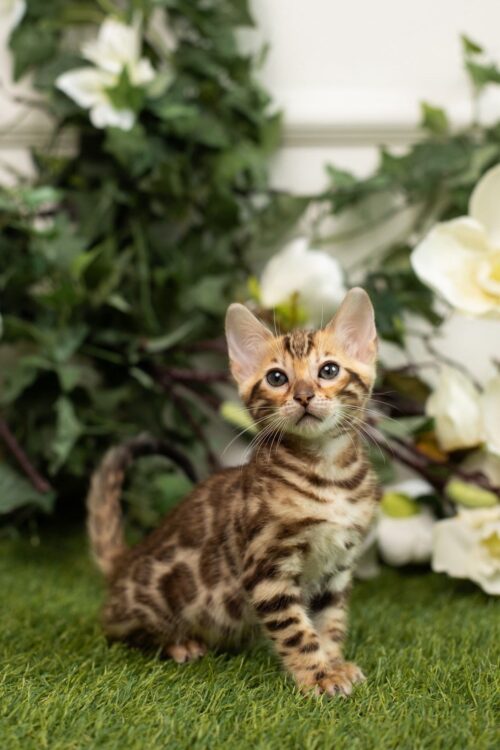 bengal