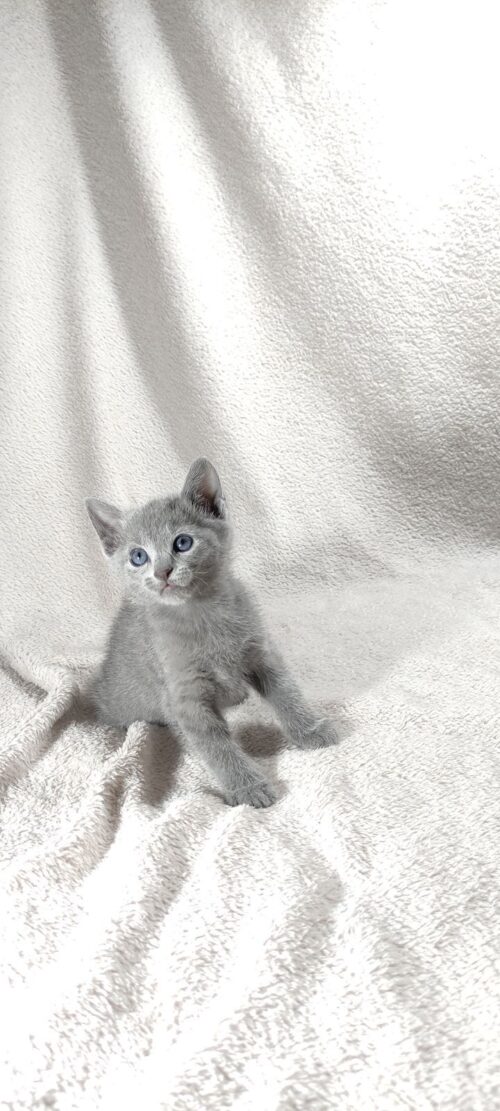 russian blue