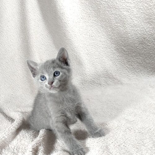 russian blue