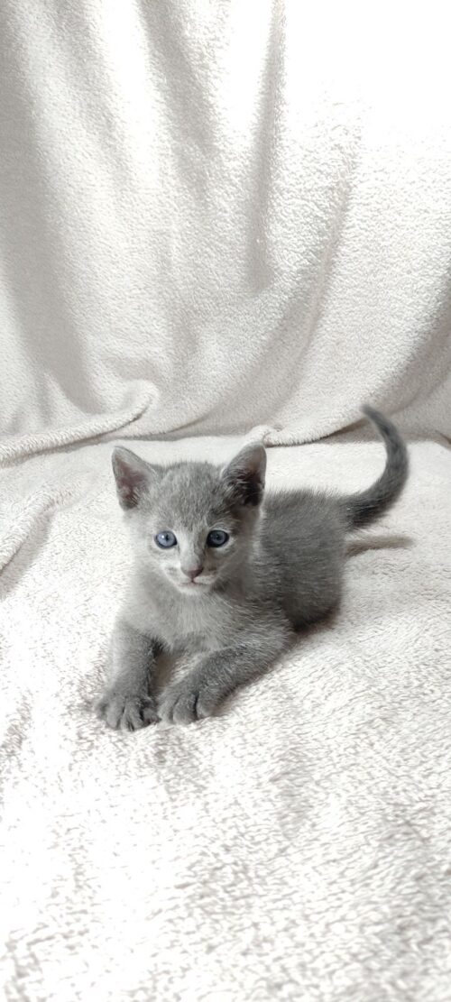 russian blue
