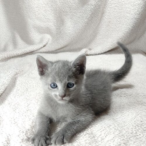 russian blue