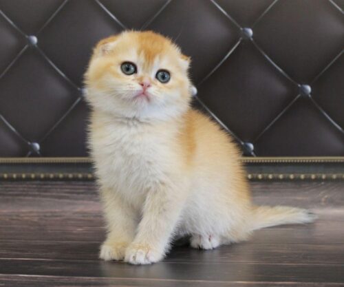 scottish fold