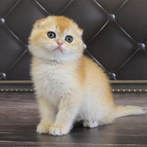 scottish fold