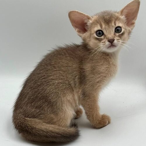 abyssinian