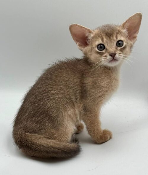 abyssinian