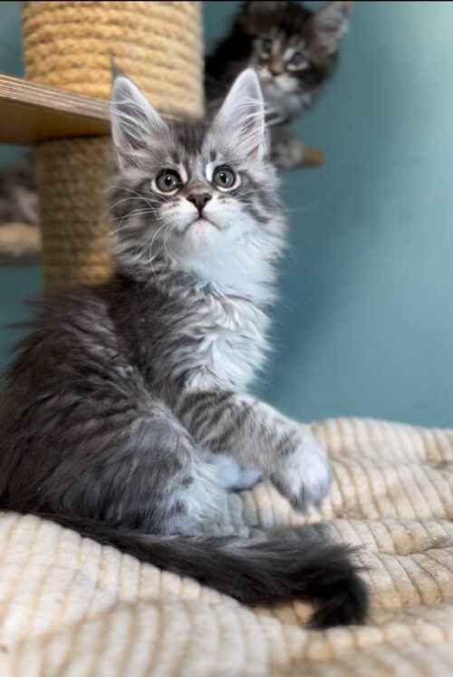 Maine coon