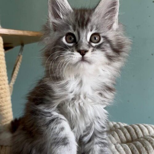 Maine Coon
