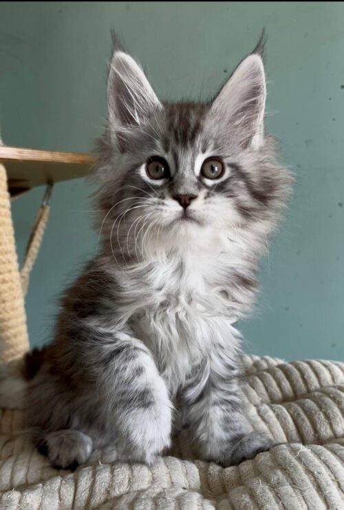 Maine Coon