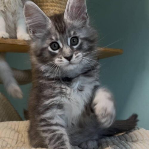 maine coon