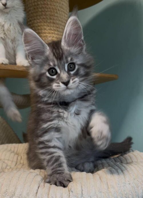 maine coon