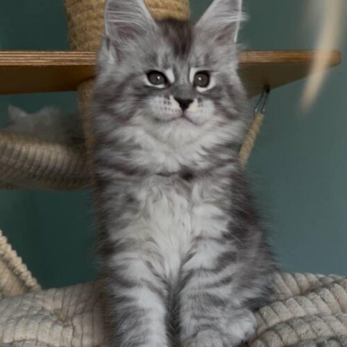 Maine Coon