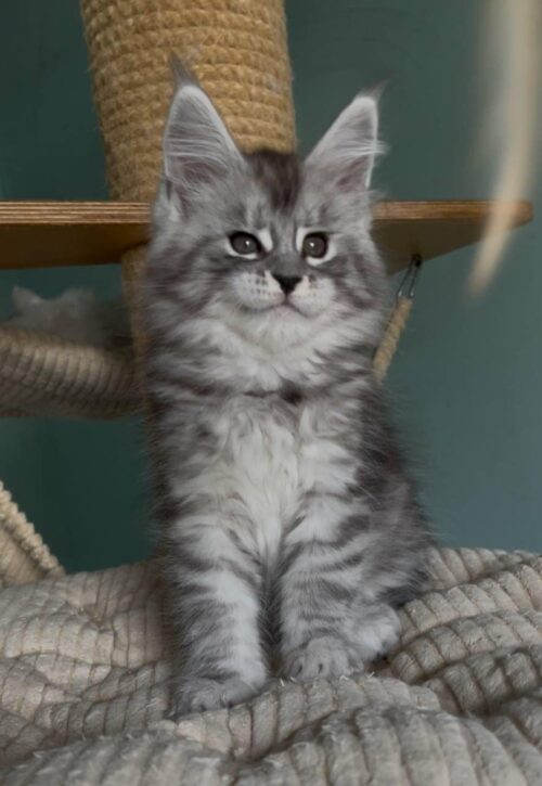 Maine Coon