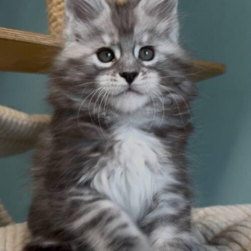 maine coon