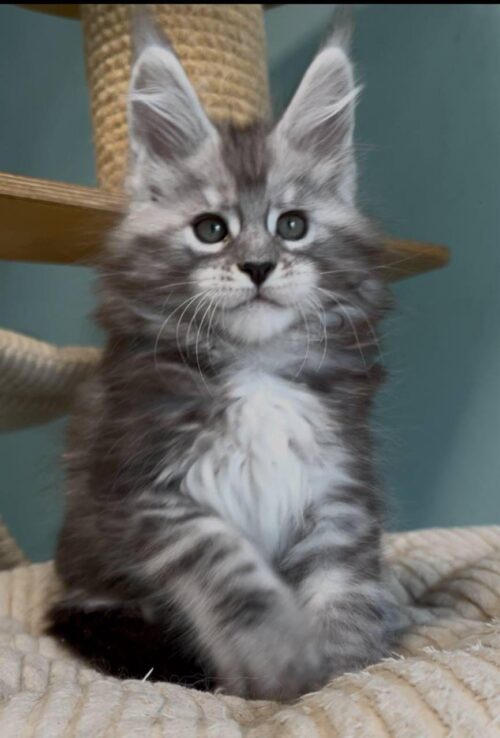 maine coon