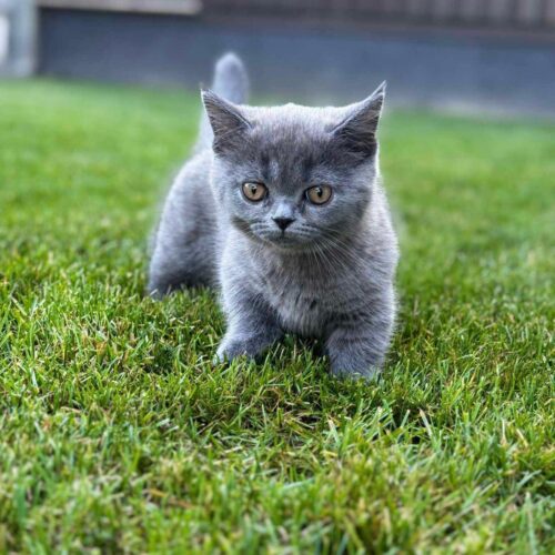 Munchkin