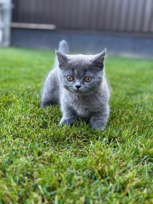 Munchkin