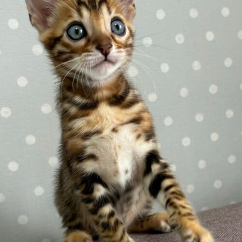 bengal