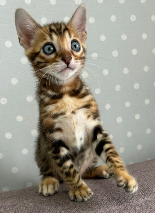 bengal