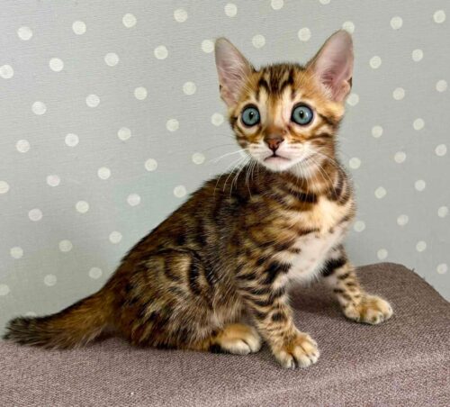 bengal