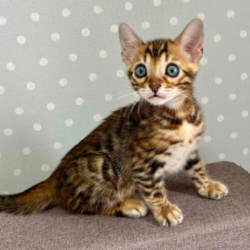 bengal
