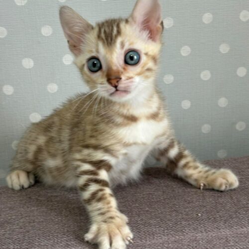 bengal