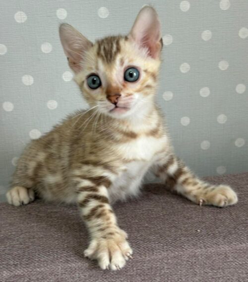 bengal