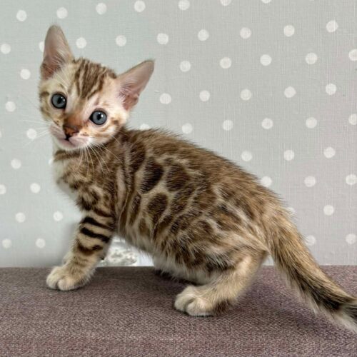 bengal