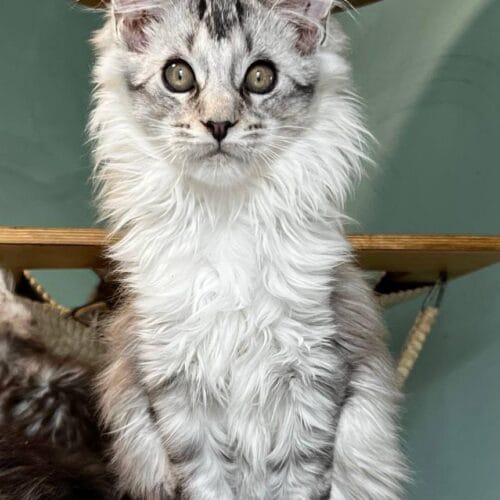 maine coon