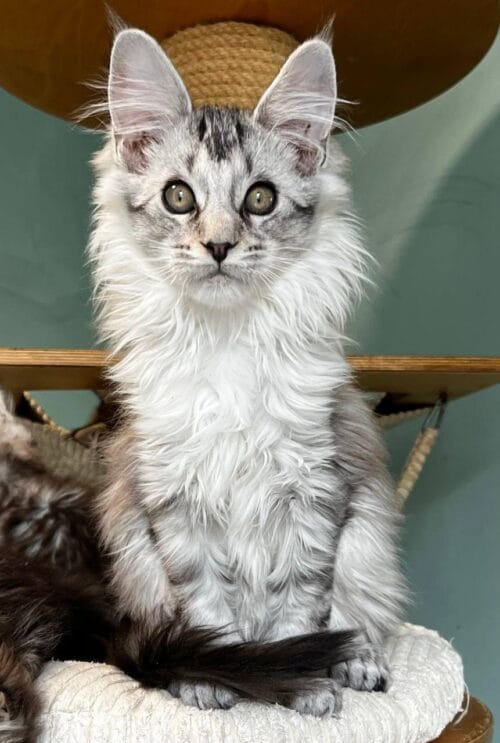maine coon