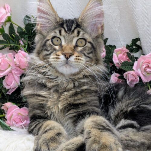 maine coon