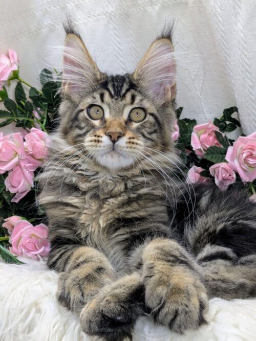 maine coon