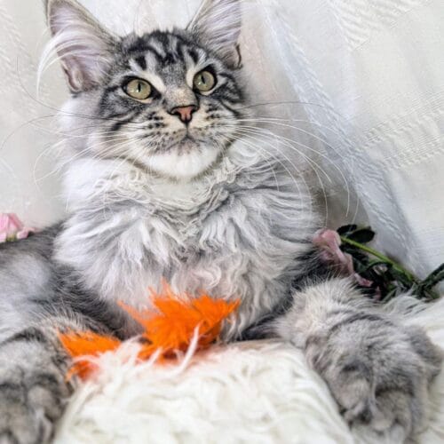 maine coon