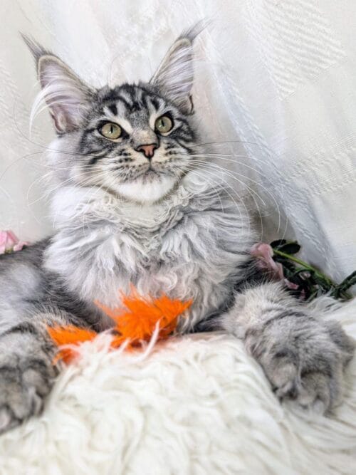 maine coon