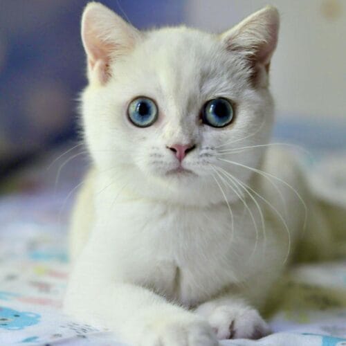 british blue eyes