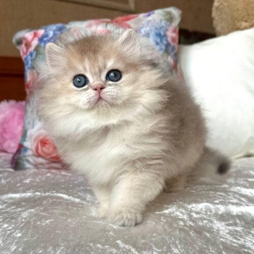 british longhair