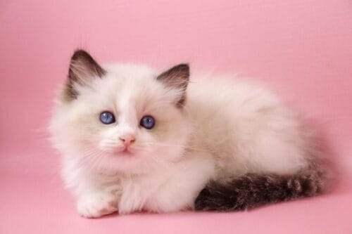 ragdoll