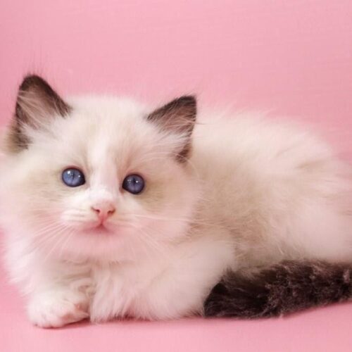 ragdoll