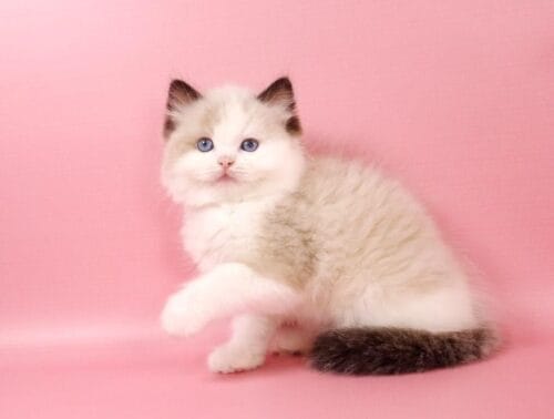 ragdoll