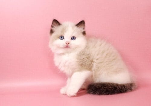 ragdoll