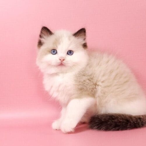 ragdoll